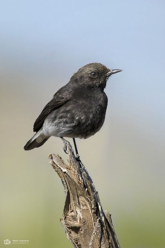 variable wheatear, oenanthe picata, grk, greater rann of kutch, nature, 35awards, 35photo, wildlife, birds, birds of india, parth kansara, parth kansara wildlife, indian wildlife, photo, photography, kutch, birds of kutch, nakhatrana, kutch wildlife, Variable Wheatear (Oenanthe picata) фото превью