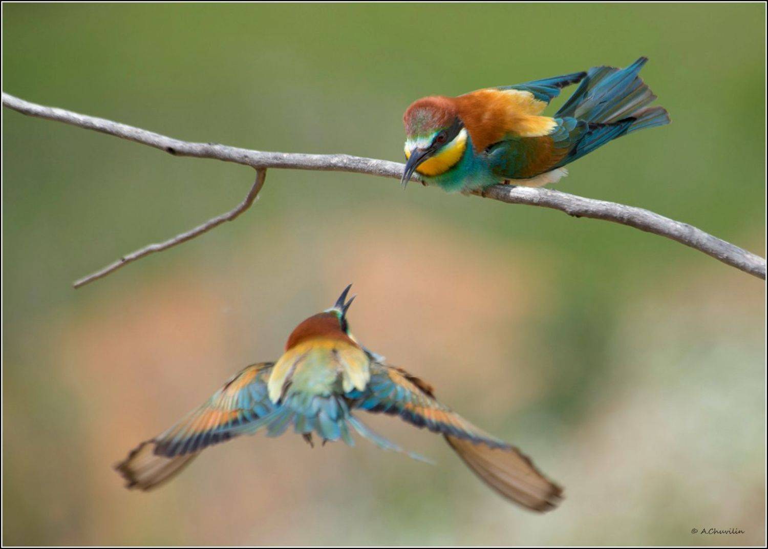 птицы,щурки,на,подлёте, Александр Чувилин