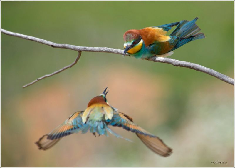 птицы,щурки,на,подлёте На подлёте фото превью