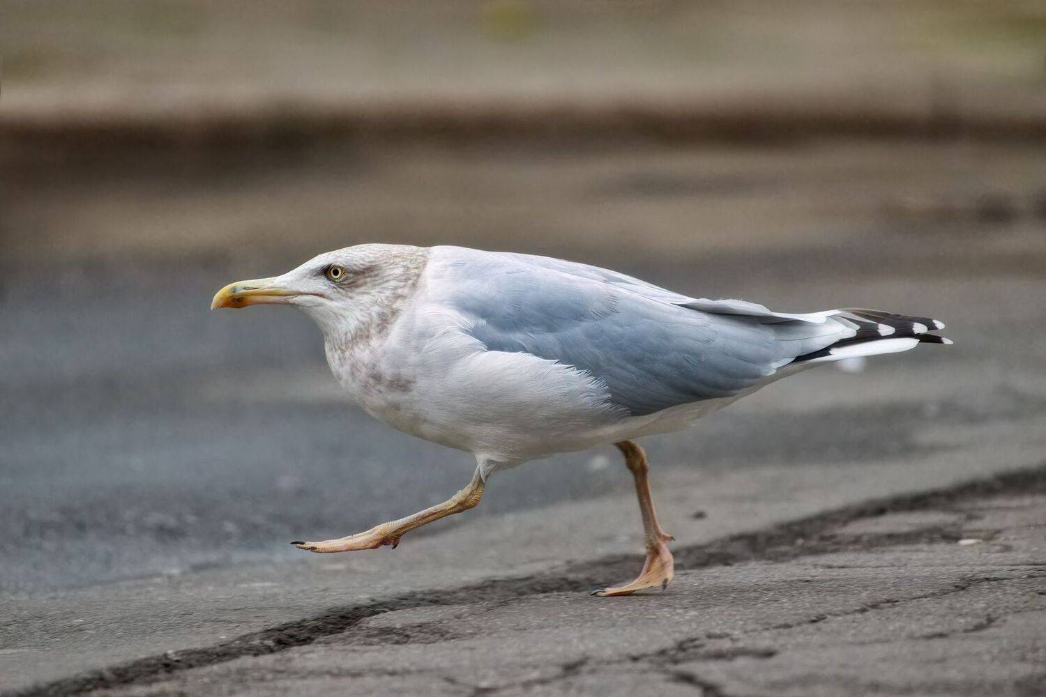 #bird #wildlife #nature #birdphotography, Александр Семенов
