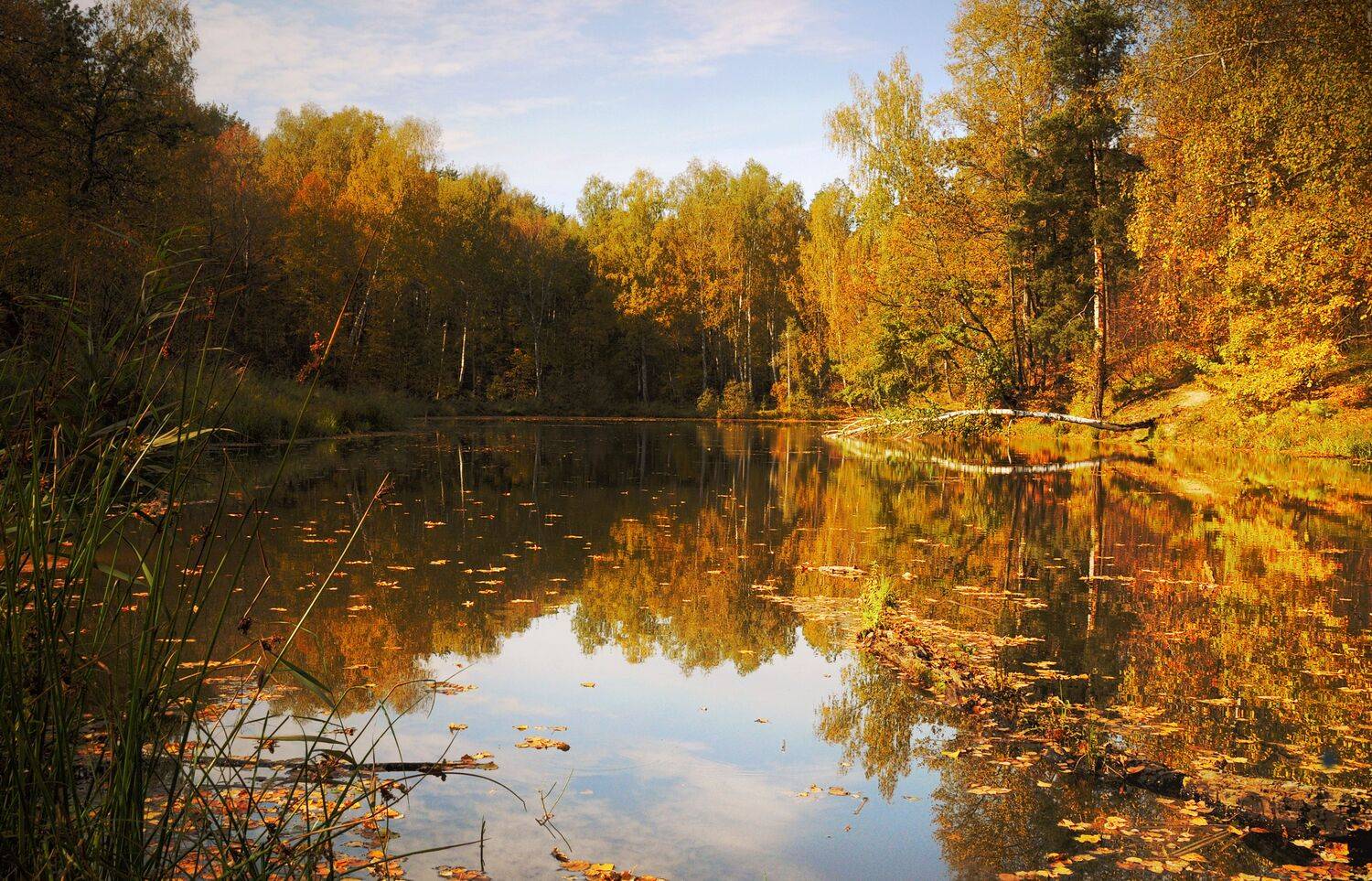 пруд деревья листья трава, Вера Петри