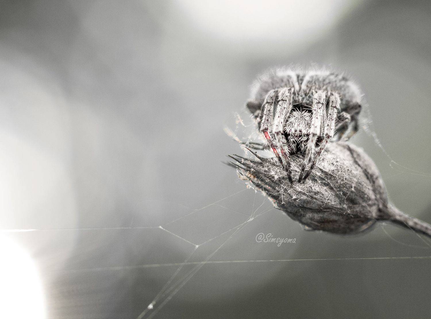 #макро, #природа, #паук, #осень, Хворостяная Юлия