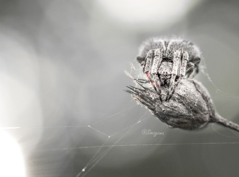 #макро, #природа, #паук, #осень  фото превью