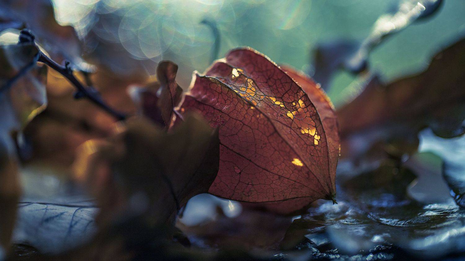 макро, физалис, осень, macro, nature, autumn, Мария Обидина