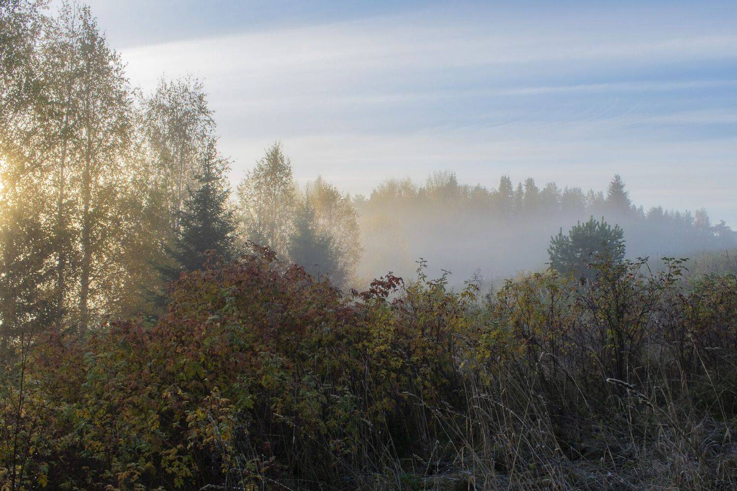 Осень, туман, рассвет, шиповник, ель, береза, лес, Галина Луценко