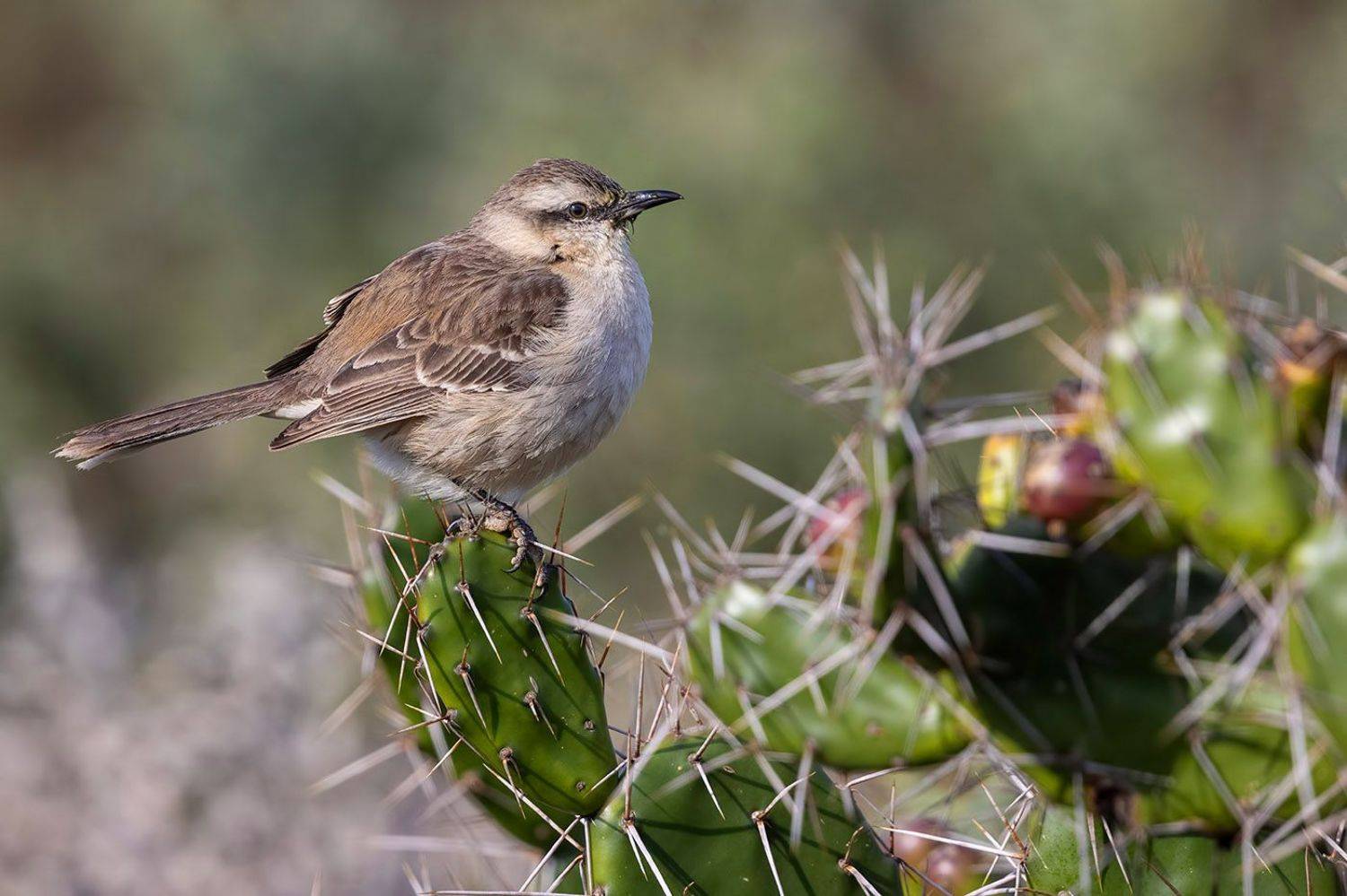 птицы, уругвай, Елена Давыдова