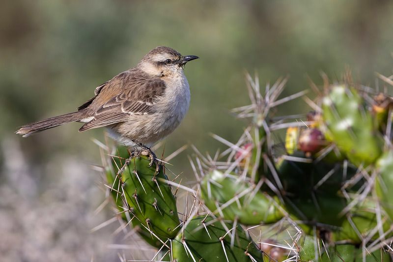птицы, уругвай *** фото превью