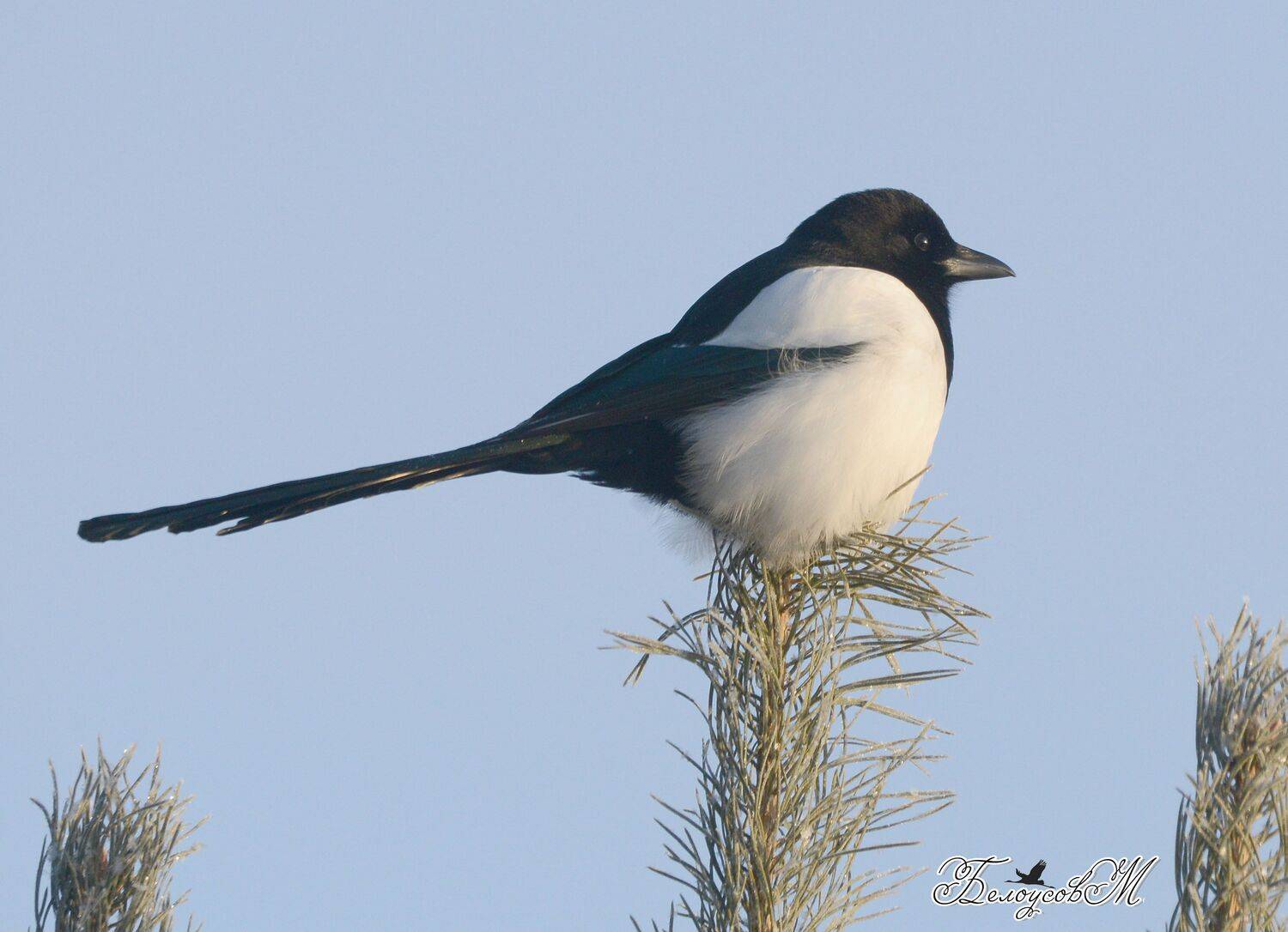 , Белоусов Михаил