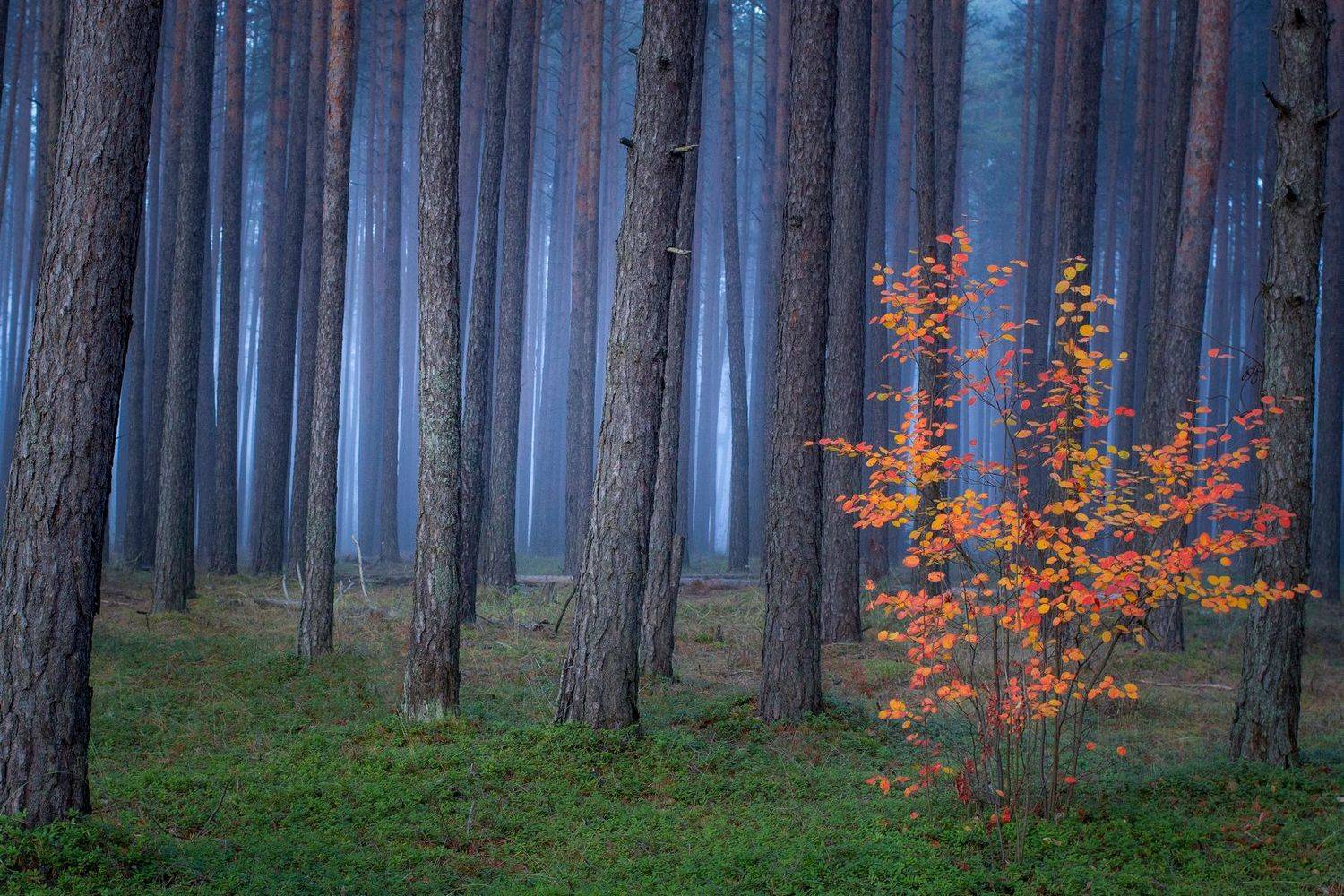 , Игорь Денисов