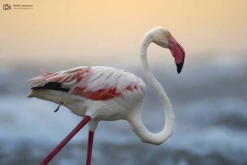 Greater Flamingo (Phoenicopterus roseus)