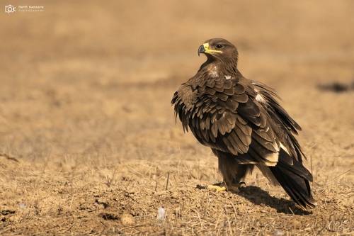 Steppe Eagle (Aquila nipalensis)