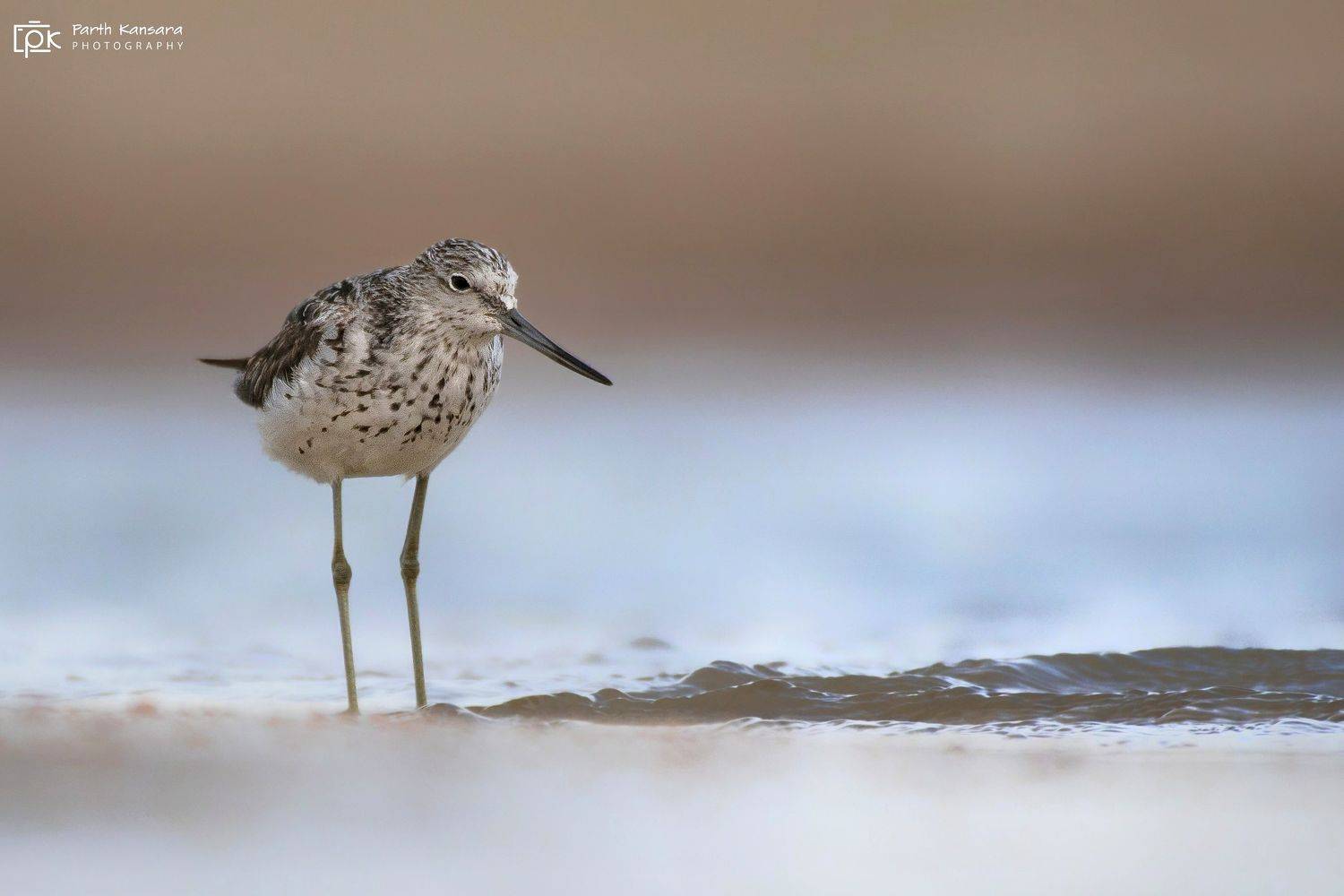 green sandpiper, tringa ochropus, grk, greater rann of kutch, nature, 35awards, 35photo, wildlife, birds, birds of india, parth kansara, parth kansara wildlife, indian wildlife, photo, photography, kutch, birds of kutch, nakhatrana, kutch wildlife,, parth kansara