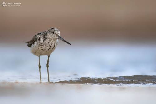 Green Sandpiper (Tringa ochropus)