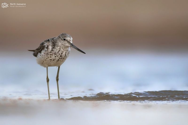 green sandpiper, tringa ochropus, grk, greater rann of kutch, nature, 35awards, 35photo, wildlife, birds, birds of india, parth kansara, parth kansara wildlife, indian wildlife, photo, photography, kutch, birds of kutch, nakhatrana, kutch wildlife, Green Sandpiper (Tringa ochropus) фото превью