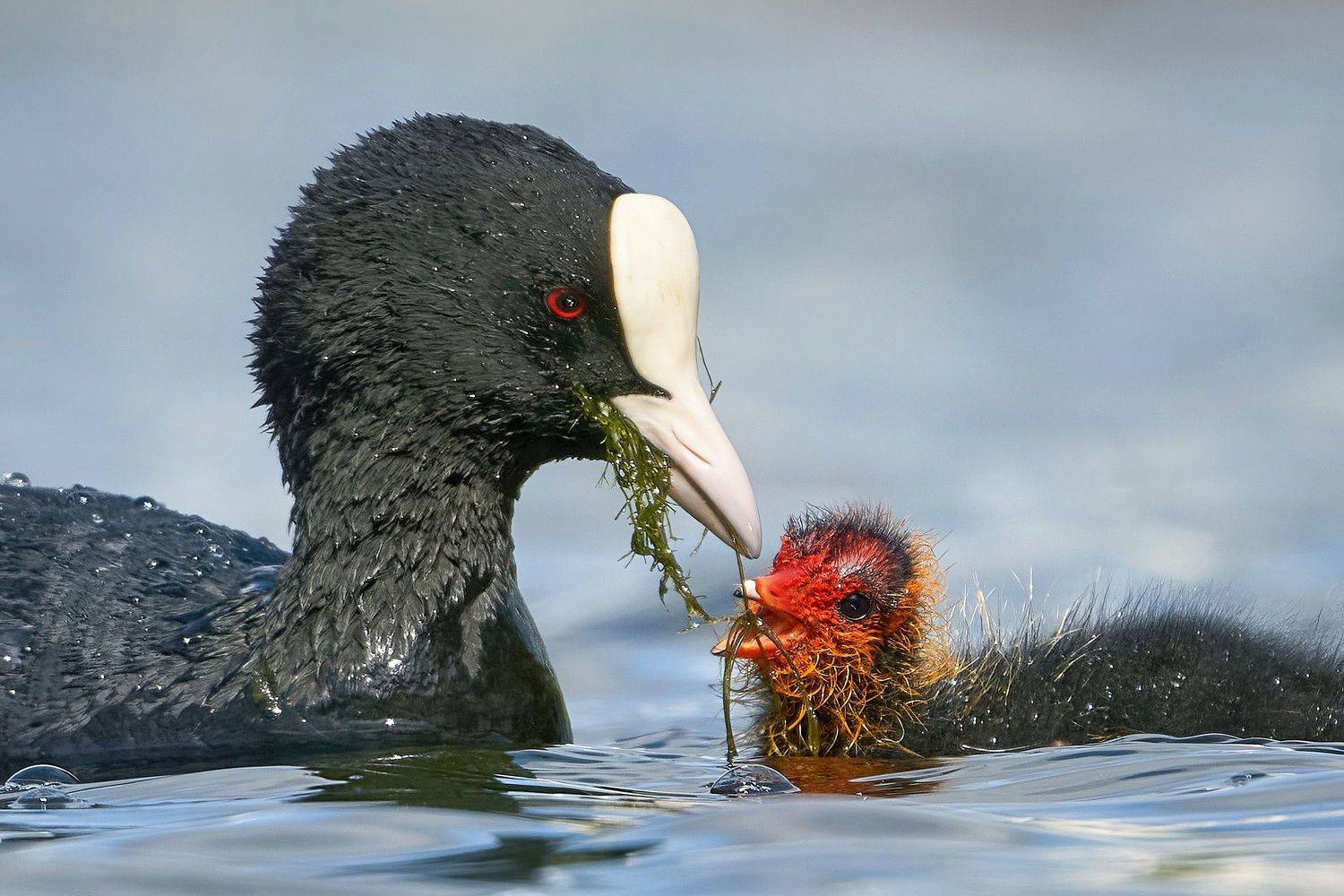 лысуха,лыска,coot,common coot,Eurasian coot,Fulica atra,, Андрей Гуливанов
