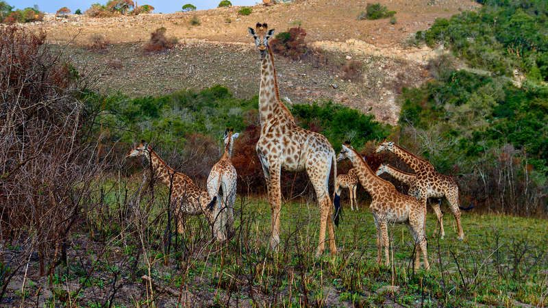 Жирафы - ЮАР фото превью