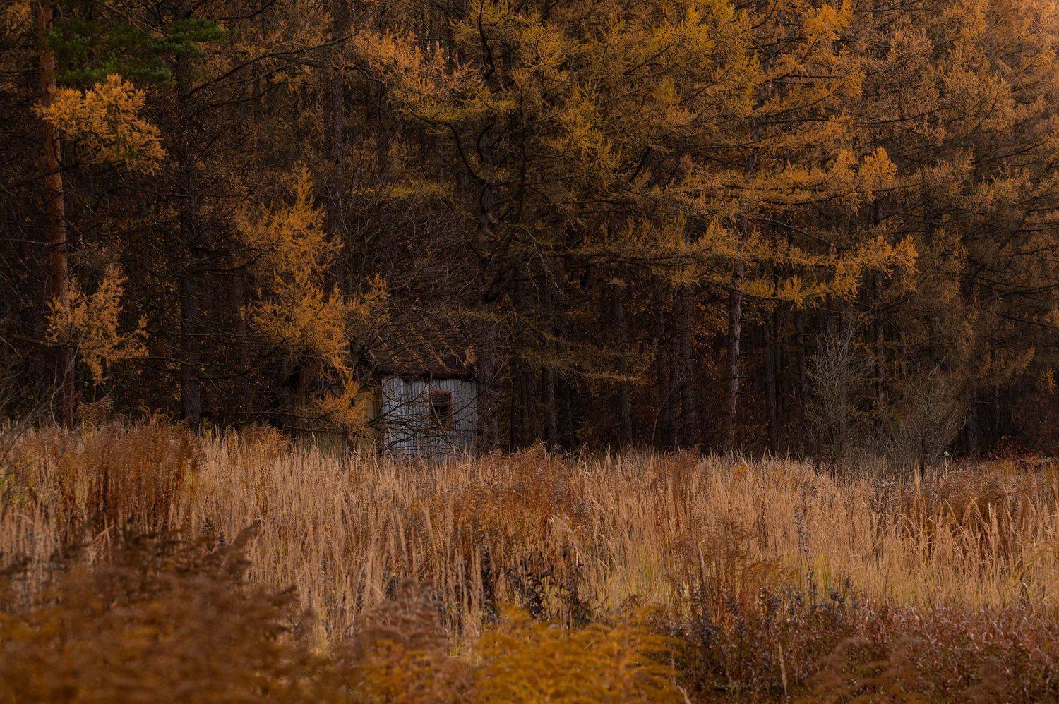 , Стрельцов Виталий