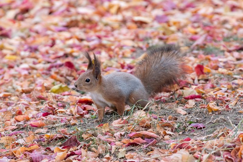 Autumn Squirrel фото превью