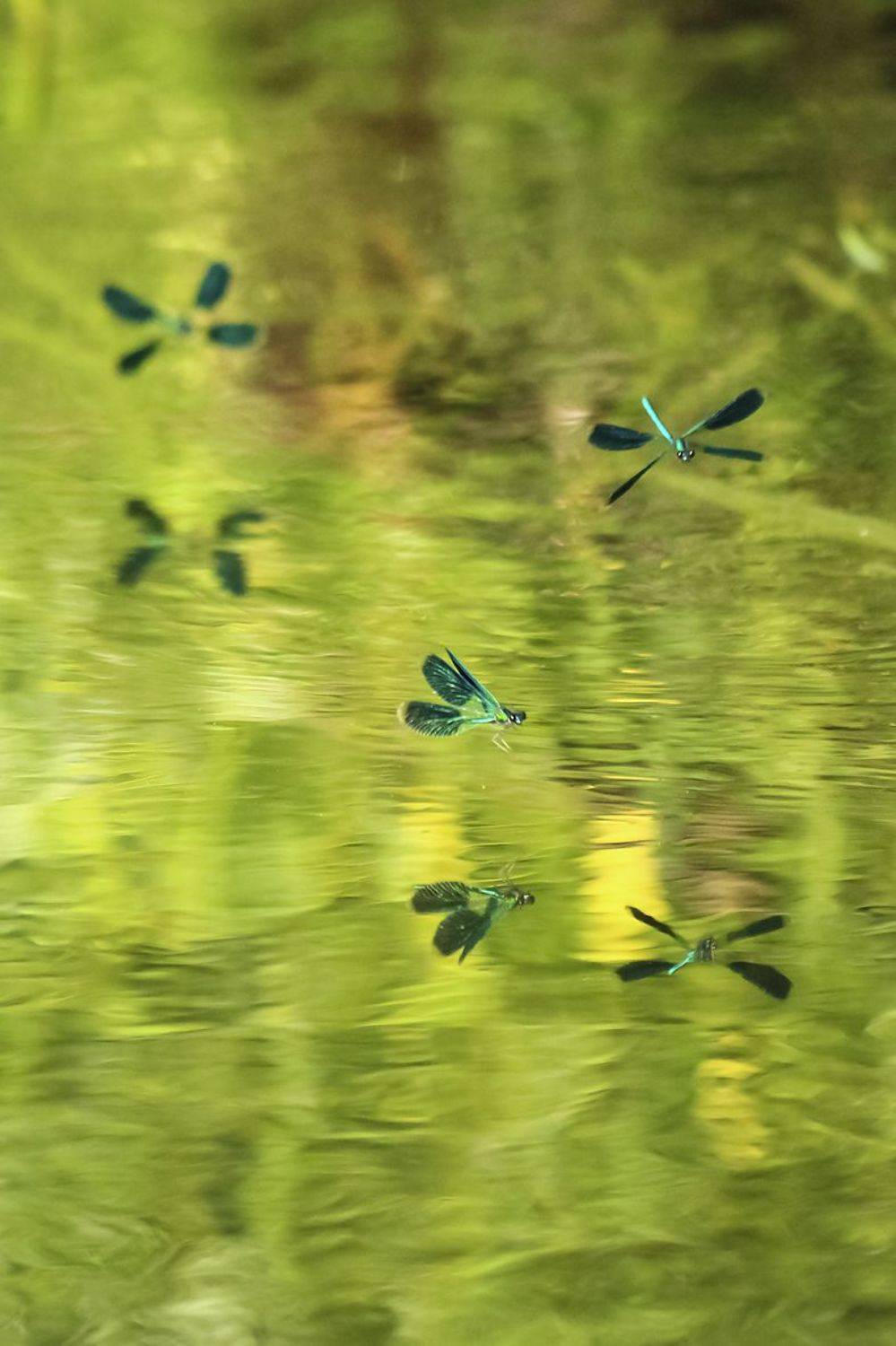 стрекозы,лето,речка,природа, Zadorina Svetlana