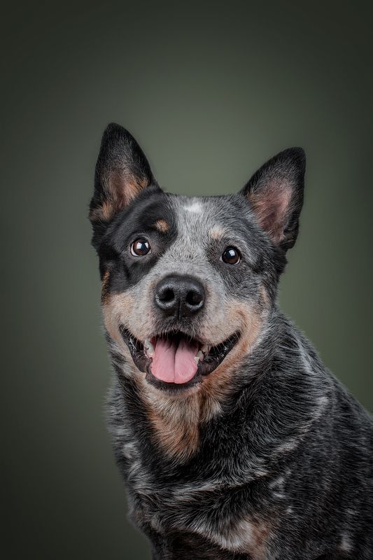 Улыбка Австралийского хилера фото превью