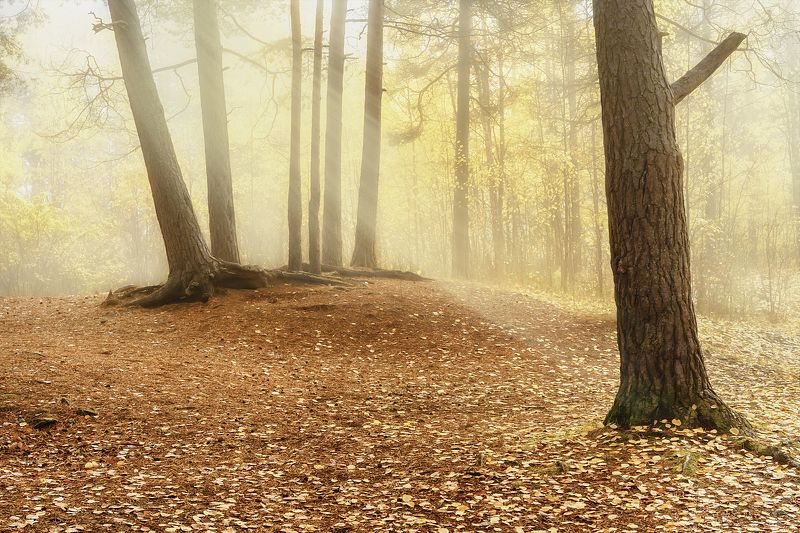Бледное утро с туманом фото превью