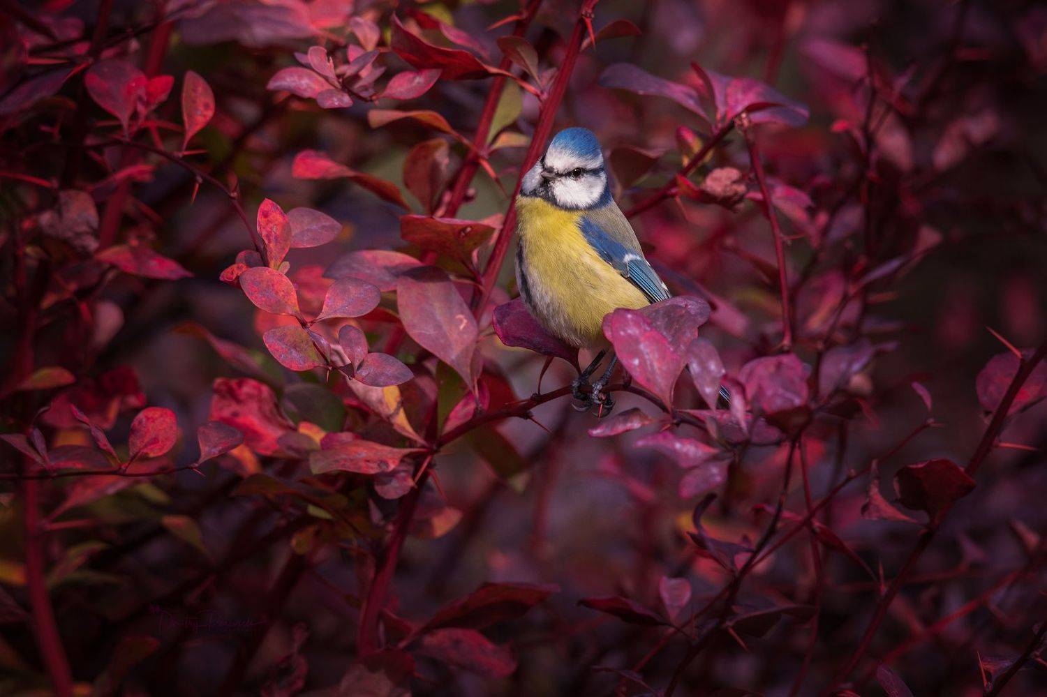 природа, лес, поля, огороды, животные, птицы, макро, Посевич Дмитрий