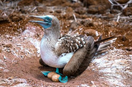 Blue-footed Booby