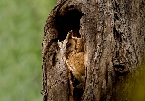 Collared scops owl