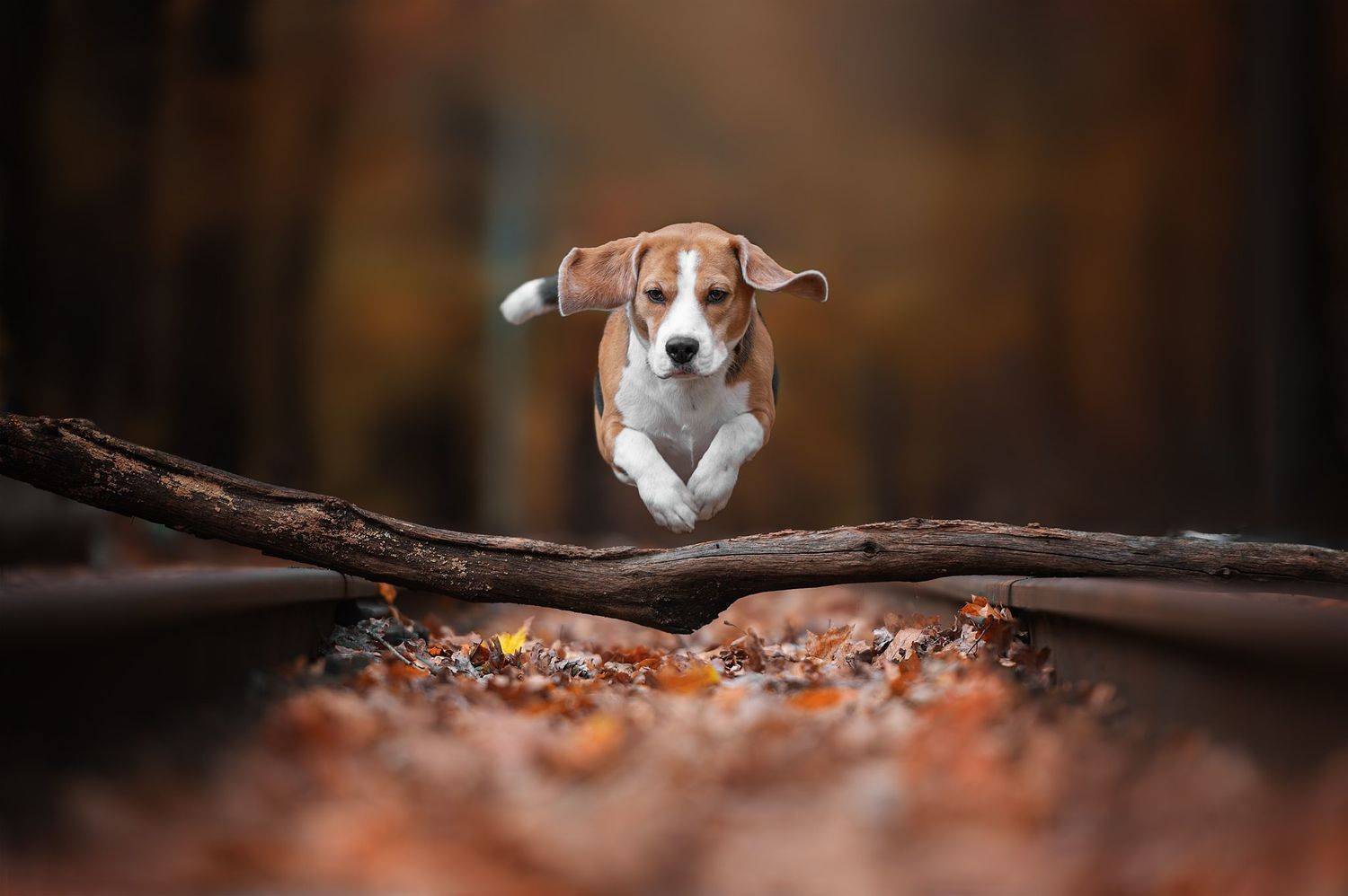 собаки движение прыжок, Черняховский Виталий