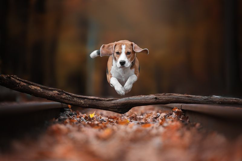 собаки движение прыжок She believes she can fly) фото превью
