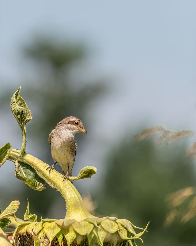 Серьезный малыш фото превью