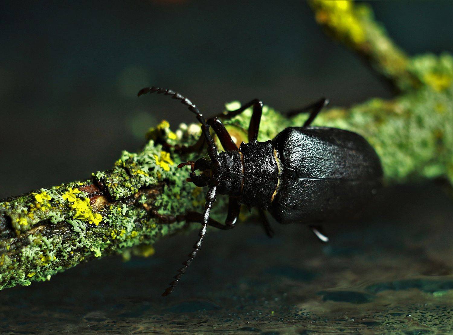 , Людмила Хрусталева*