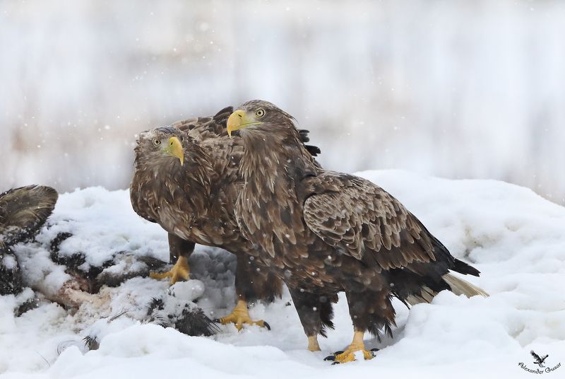 Орланы. фото превью