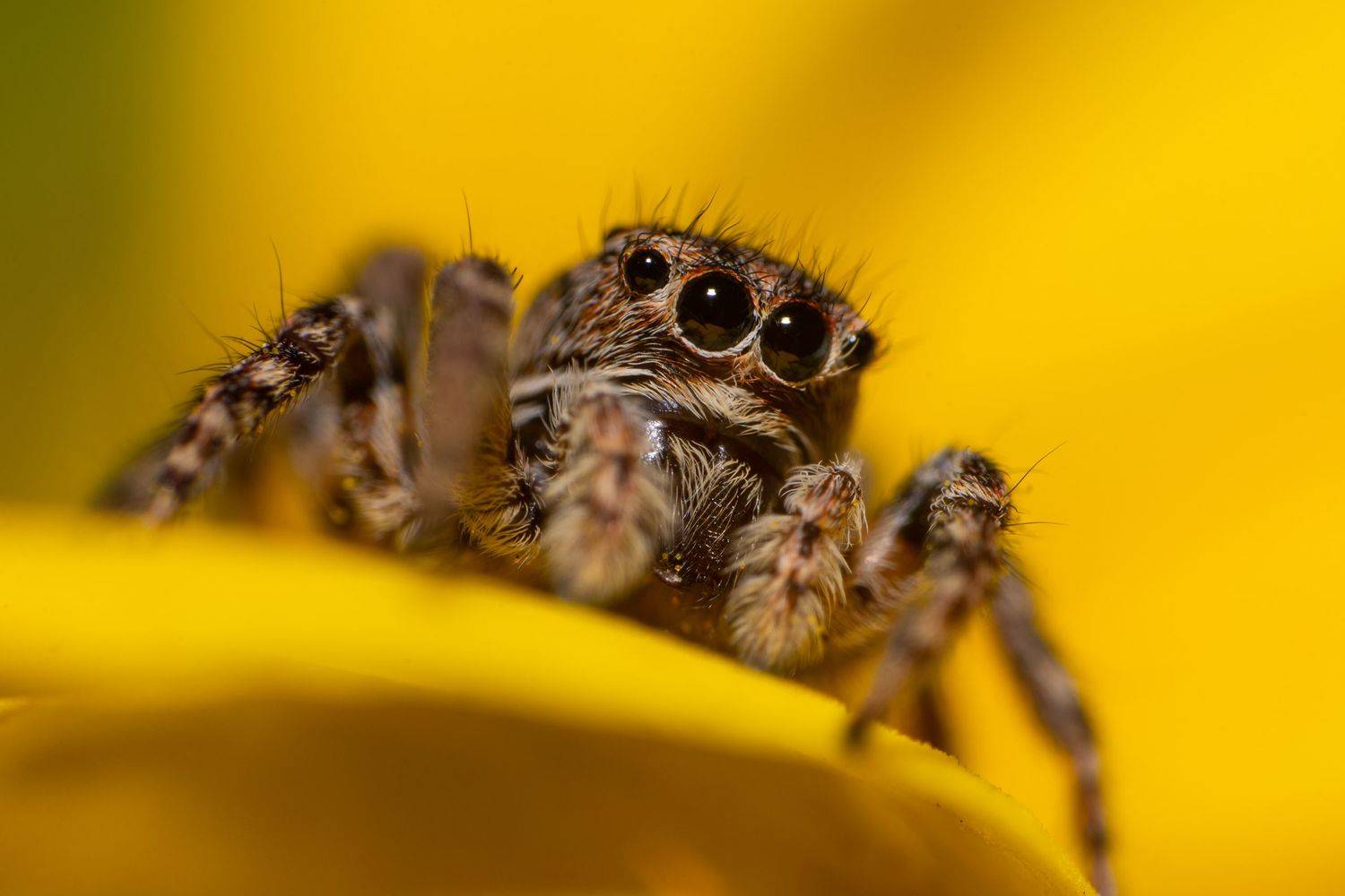 Природа, макро, паук, животные, осень, паук-скакун, Рустам Афлятунов