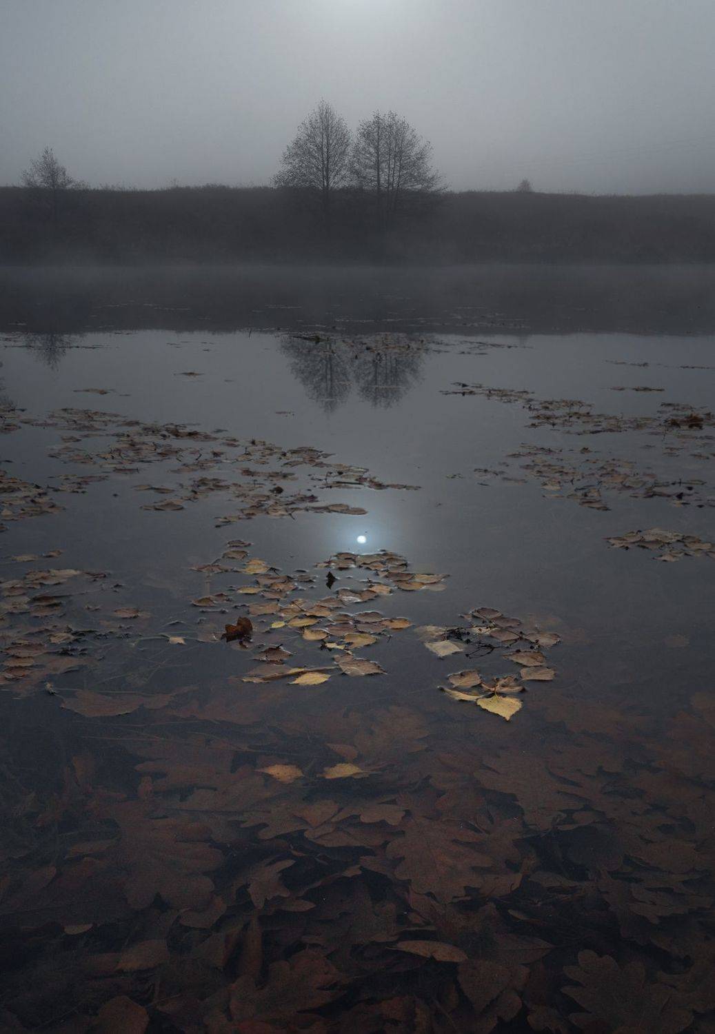 лес, свет, утро, природа, Баранов Олег