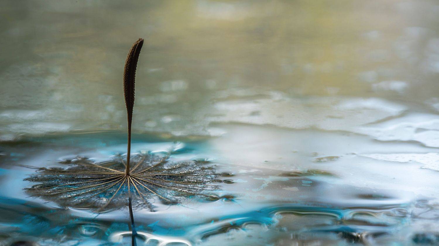 макро, одуванчик, природа, macro, nature, dandelion, Мария Обидина