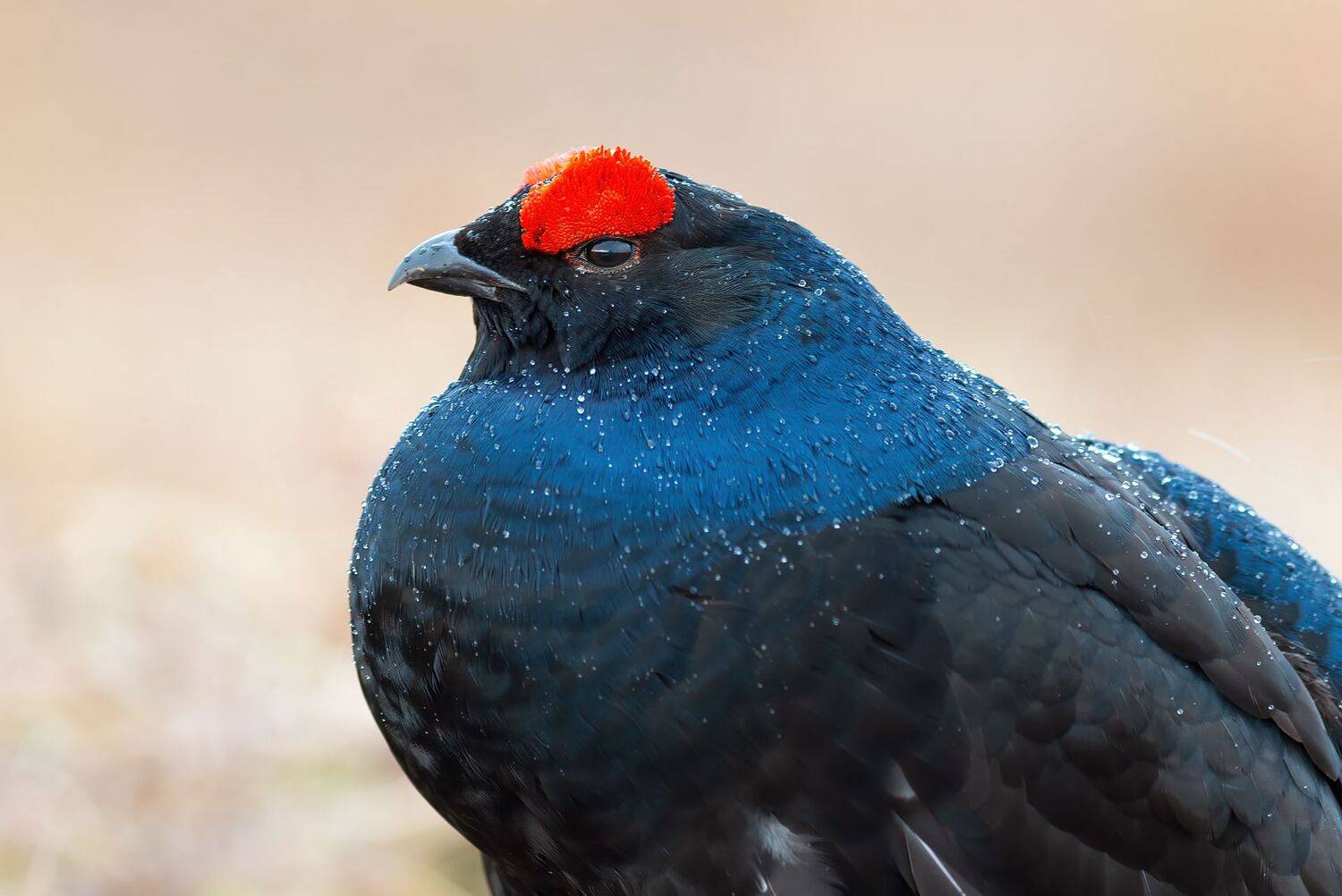 , Калинин Михаил