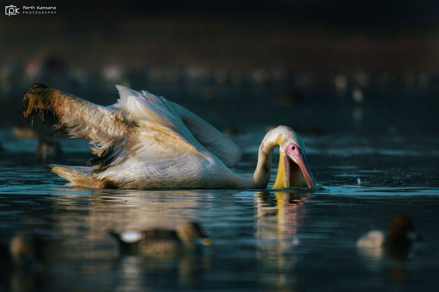 great white pelican, pelecanus onocrotalus, grk, greater rann of kutch, nature, 35awards, 35photo, wildlife, birds, birds of india, parth kansara, parth kansara wildlife, indian wildlife, photo, photography, kutch, birds of kutch, nakhatrana, kutch wildli, parth kansara