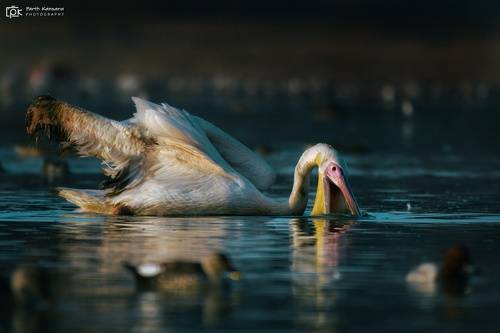 Great White Pelican (Pelecanus onocrotalus)