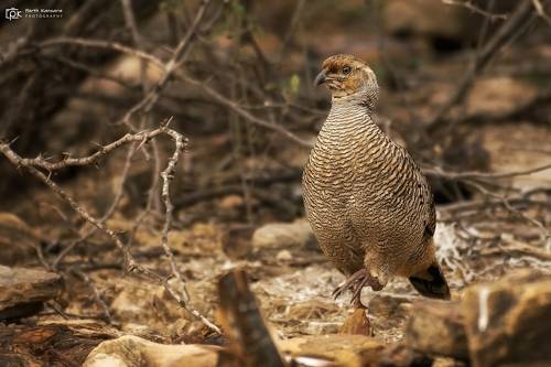 Gray Francolin (Ortygornis pondicerianus)