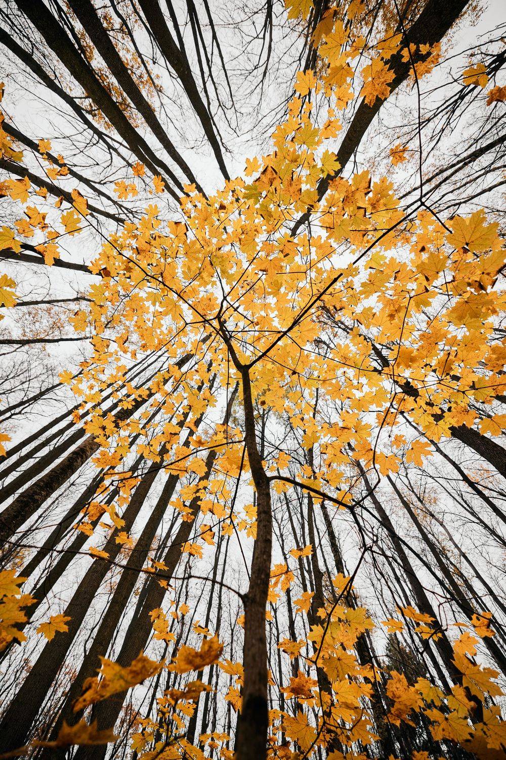 Осень / Пейзаж / Дерево, Дмитрий Дыбов