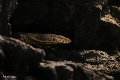 Monitor lizards