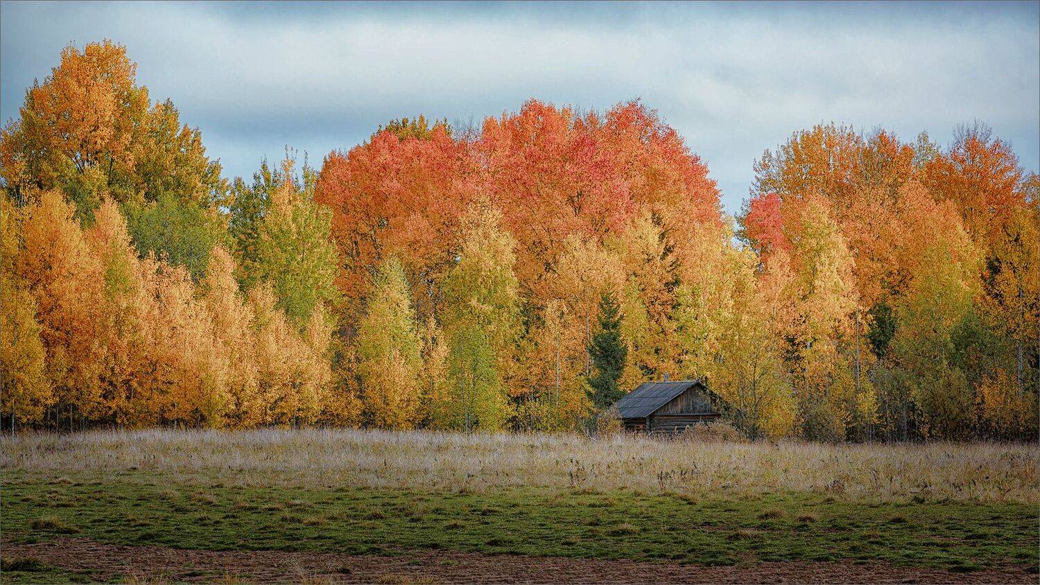 пейзаж, дом, лес, свет, цвет, осень, александр никитинский, Никитинский Александр