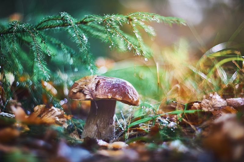 белый, гриб с пером на шляпе фото превью