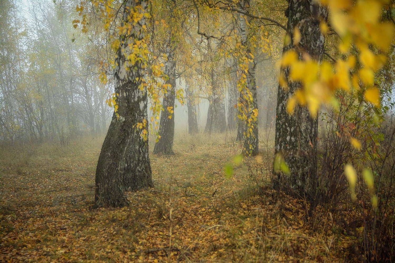 , Анатолий Зверев
