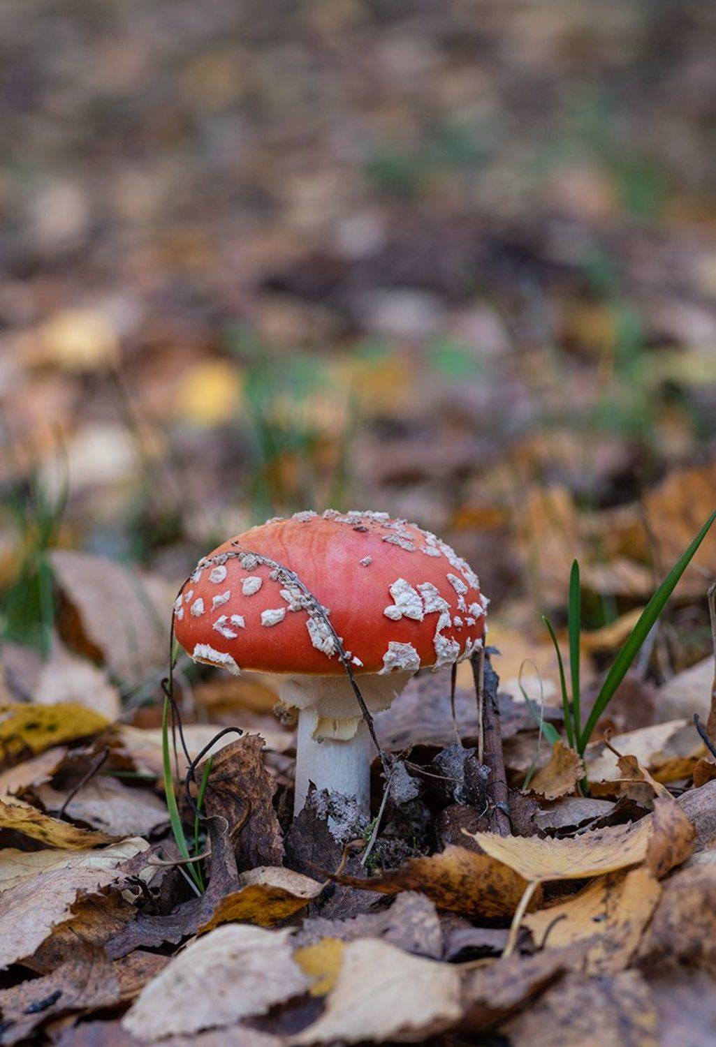 , Александр Земляной