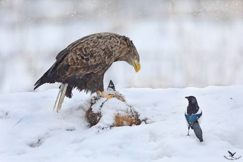 Даже не думай.