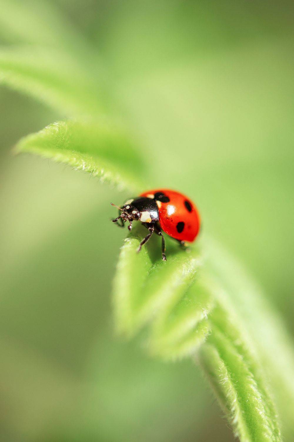 божья, коровка, насекомое, жуки, контраст, Анастасия Петрова