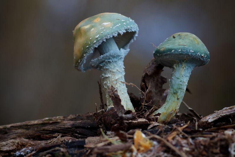 Строфария сине-зелёная. фото превью