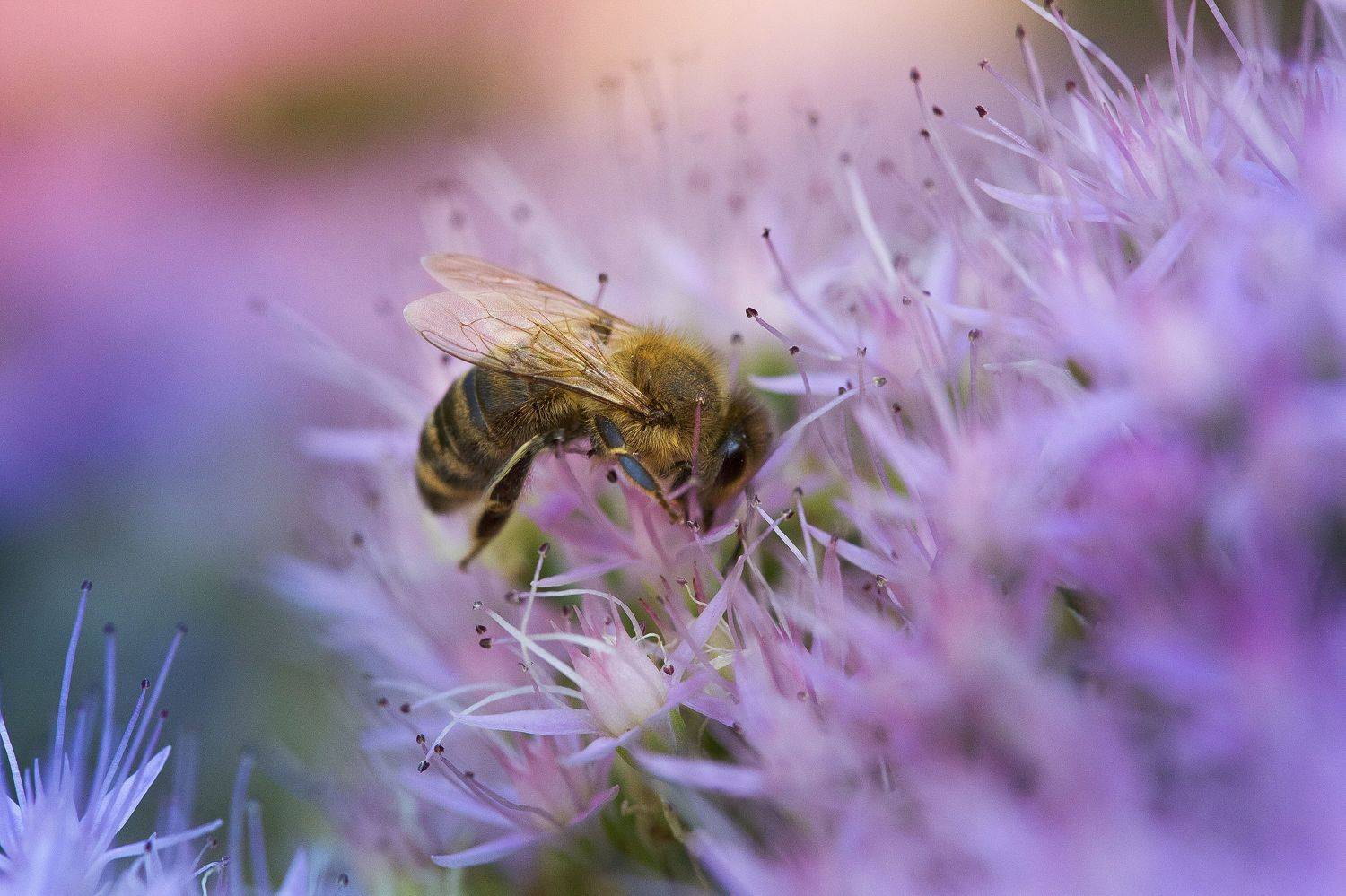 , Александр Замятин
